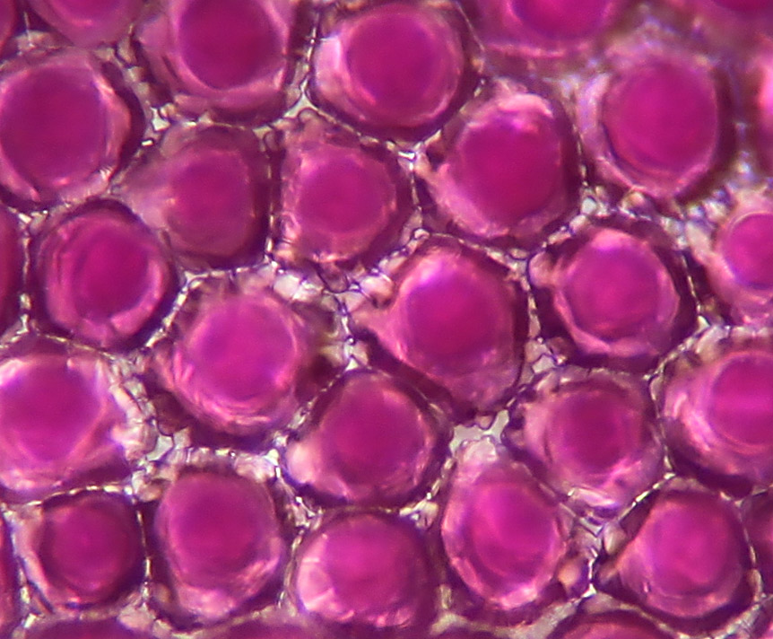 Geranium petal unexpected structure of cell boundaries www